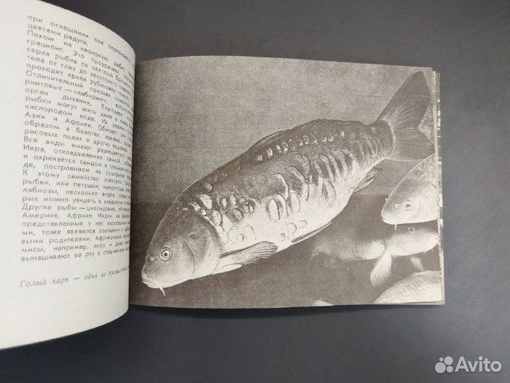 Московский зоопарк.Альбом-путеводитель.1971г