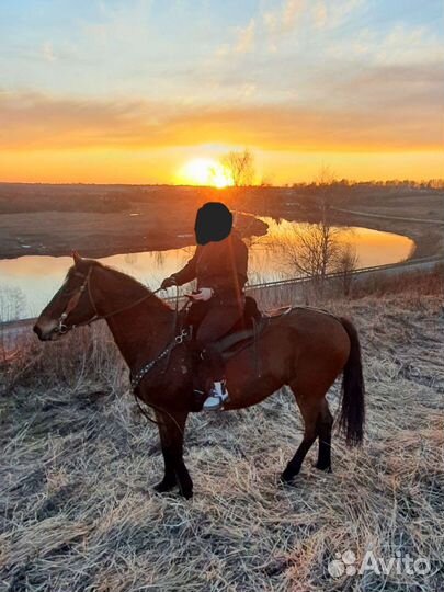 Домашние животные