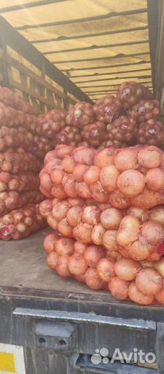 Лук Репчатый Доставка