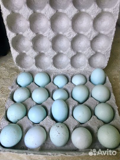 Селадон, инкубационное яйцо, птенцы