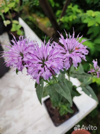 Многолетники