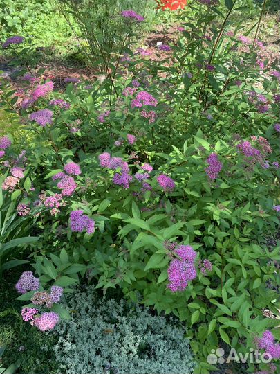 Кустарники