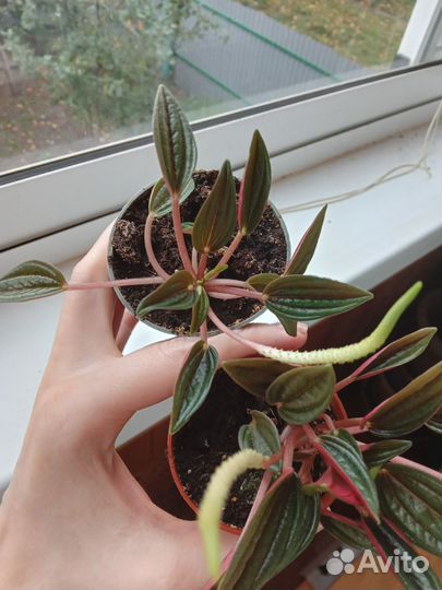 Переромия Россо