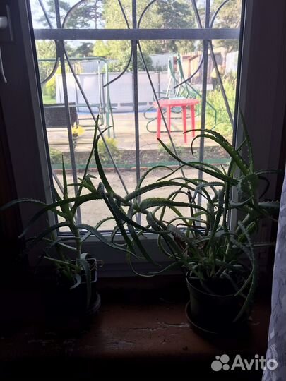 Алоэ столетник