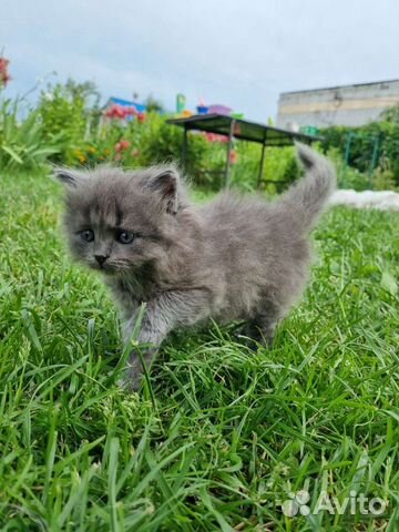 Котёнок русский голубой, метис объявление продам
