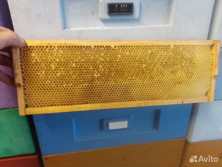 Сушь для пчёл