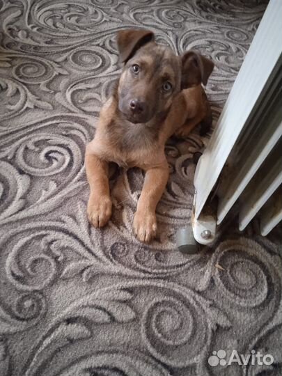 Щенок в добрые руки