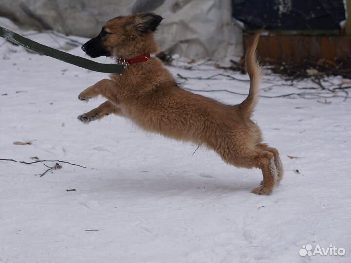 Щенок в добрые руки бесплатно