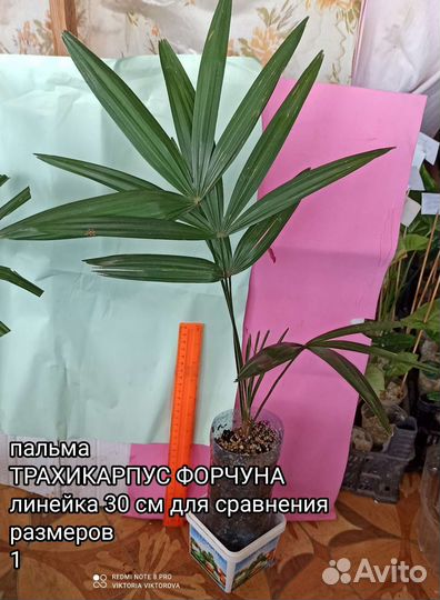 Пальма Трахикарпус Форчуна