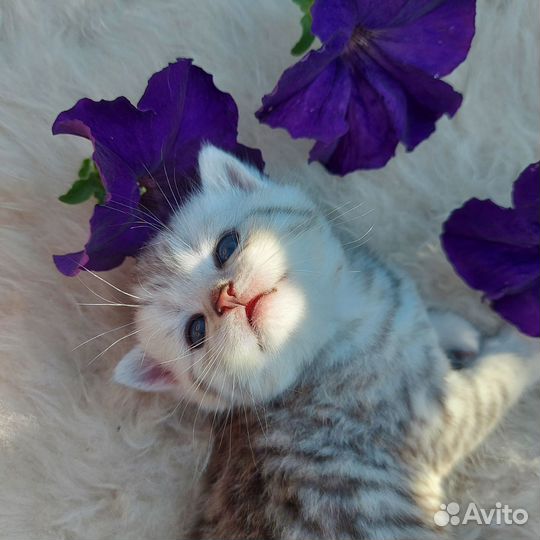 Шотландские котята