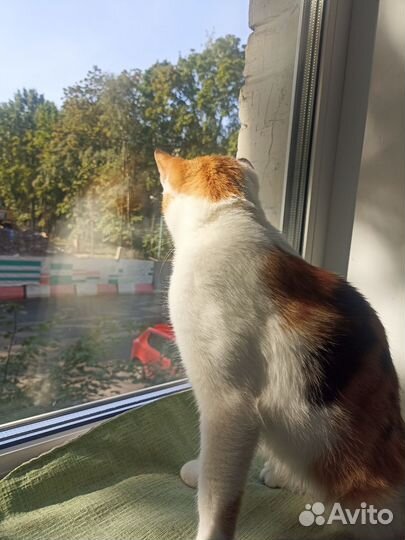 Кошка Мотя ищет дом