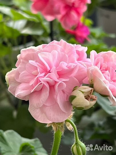 Пеларгонии сортовые