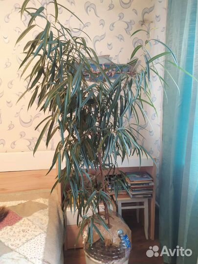 Фикус узколистный