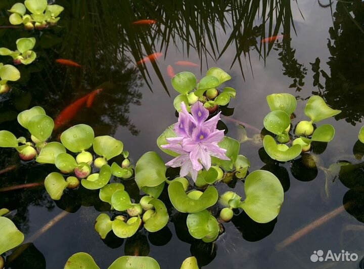 Гиацинт и др. Прудовые растения