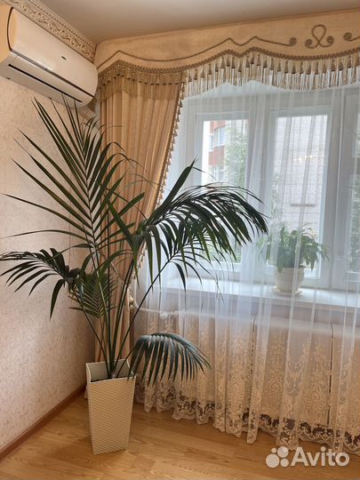 Пальма живая