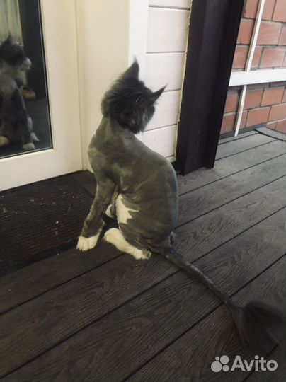 Стрижка кошек выезд на дом