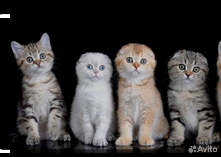 Шотландские котята