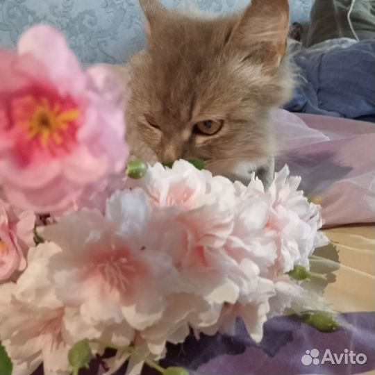 Кошке необходим дом