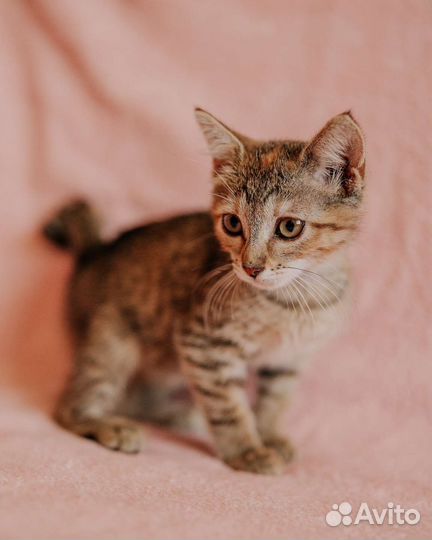 Рыся котенок кошка в дар