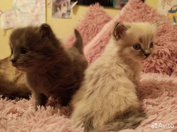 Котята в добрые руки