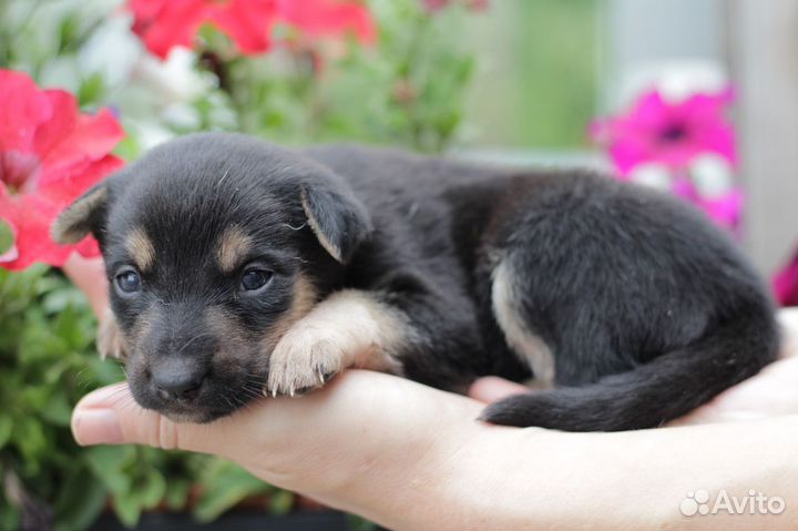 Щенки