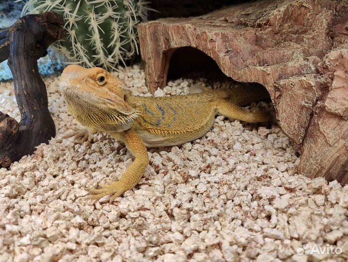 Бородатая агама с террариумом