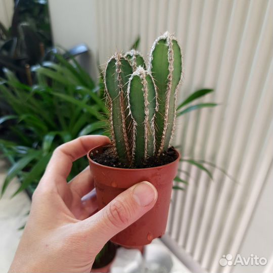 Кактусы и суккуленты часть1