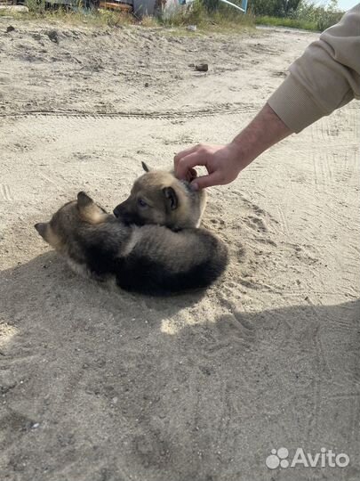Щенки в добрые руки