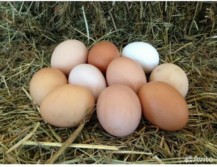 Домашние куриные яйца