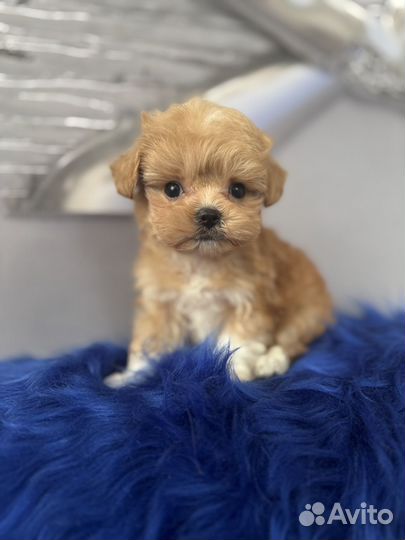 Мальтипу f1 микро мальчик