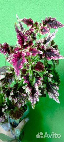 Колеус махровый