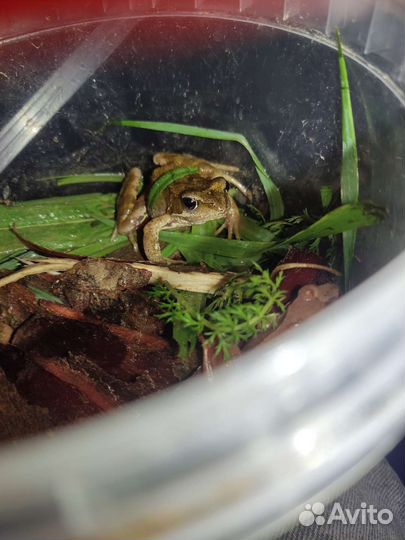 2 травяные лягушки