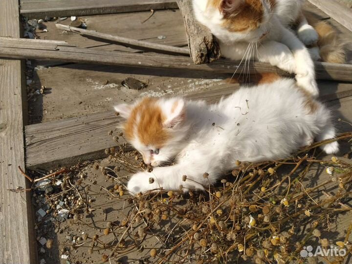 Отдам котенка мальчик
