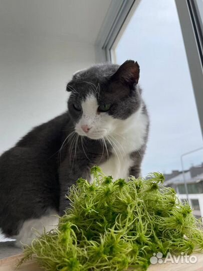 Мох сфагнум живой