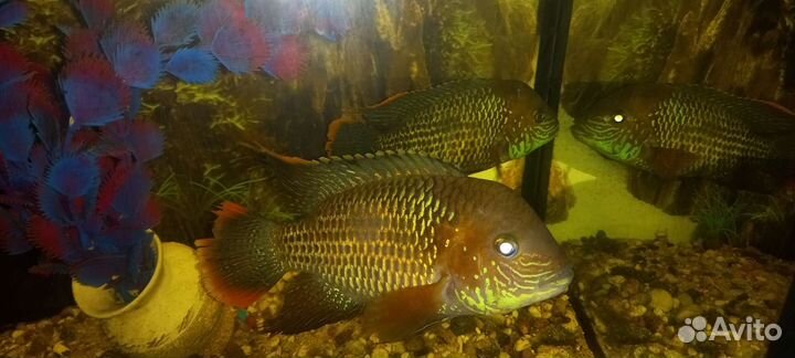 Аквариумные рыбки