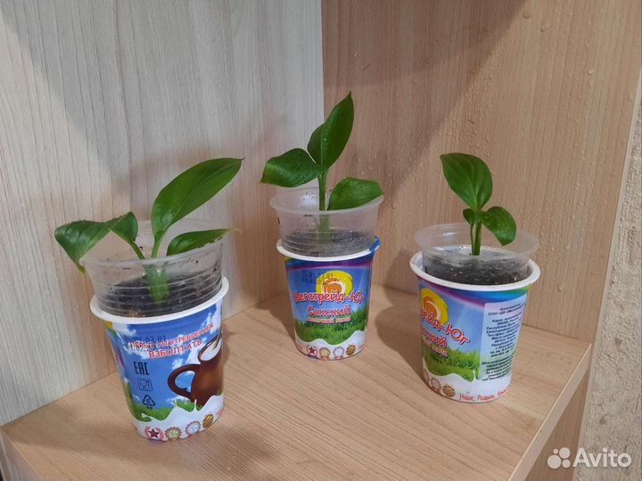 Комнатные растения