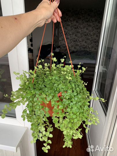 Ампельные растения в кашпо