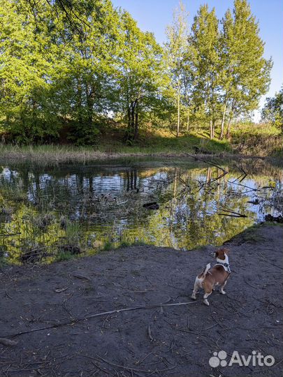 Вязка джек Рассел терьер