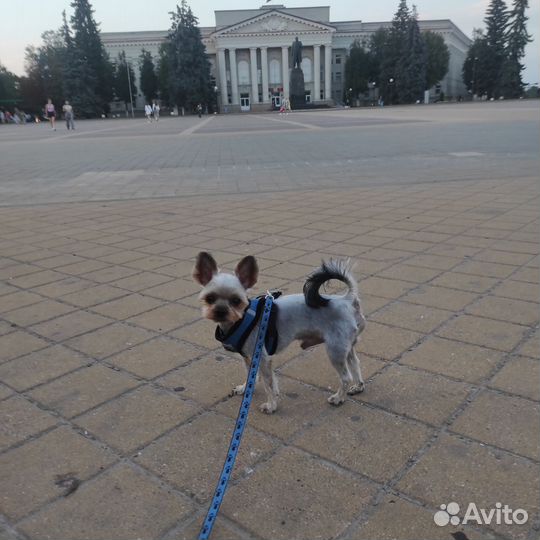 Кобель для вязки. Мини Йорк