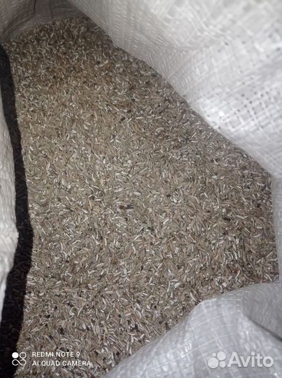 Рожь отсев зерноотход