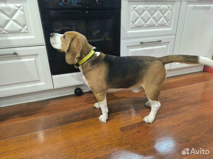 Продаю Бигля 2,5 года