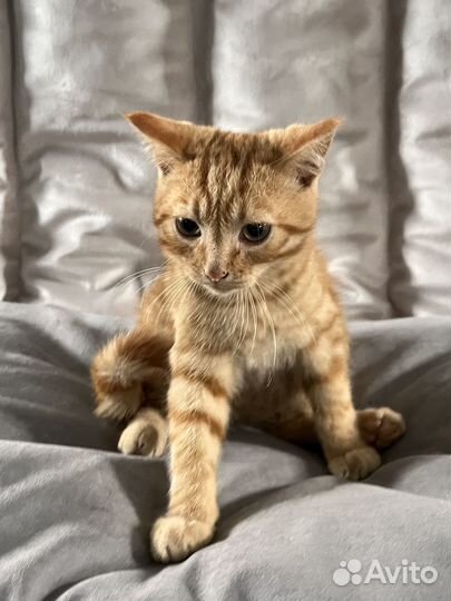 Отдам котенка, 3 мес. Мальчик