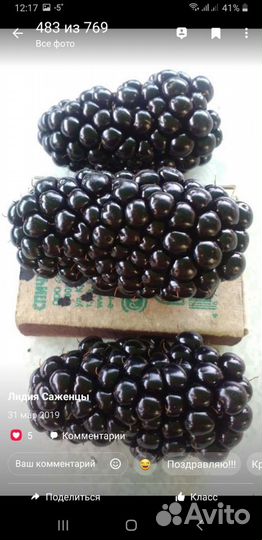 Ежевика саженцы