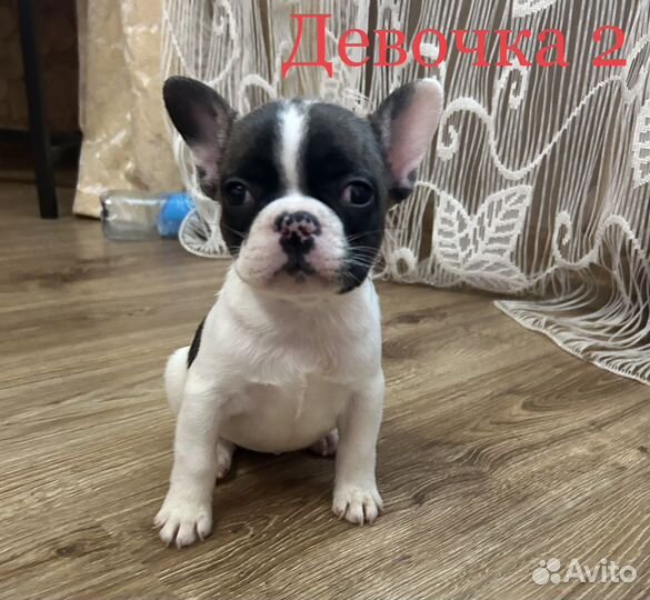Французский бульдог щенки