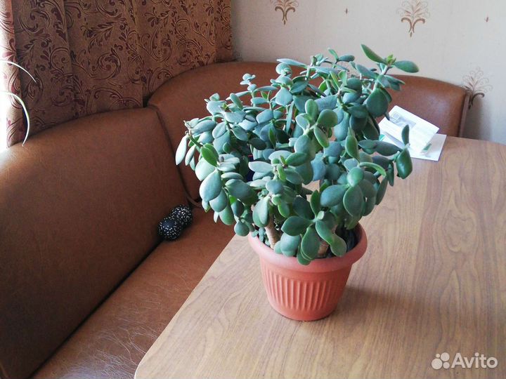 Красула толстянка, в одном горшке 5шт