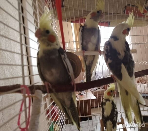 Попугай корелла птенец