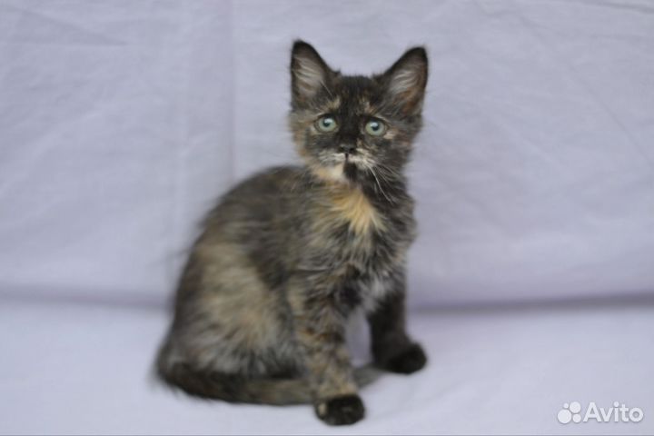 Котёнок девочка
