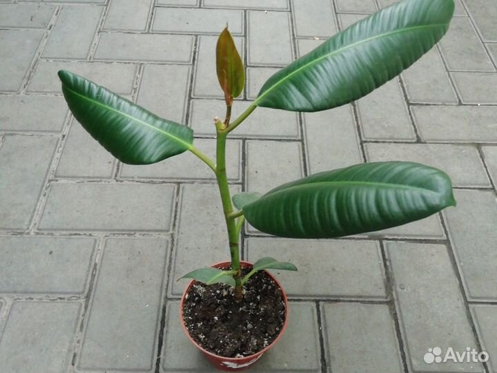 Фикус каучук. Фикус Бенджамина