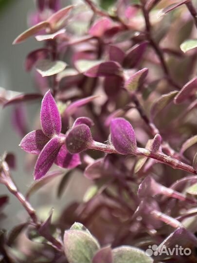 Каллизия розовая пантера