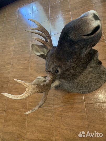 Голова лося (чучело)